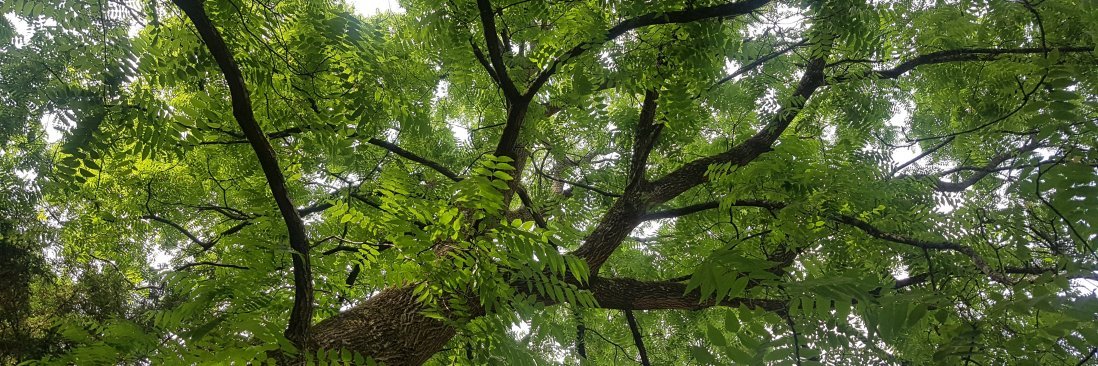 American walnut tree