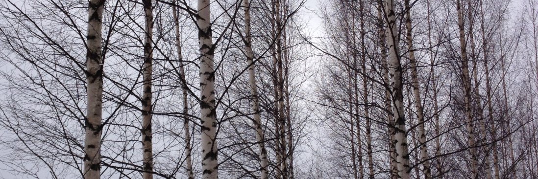 Birch Full Length Panels