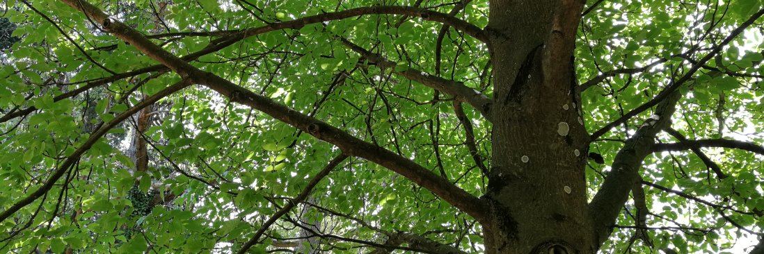 European Walnut finger jointed panels