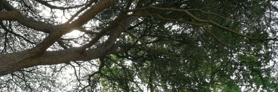 European Oak Finger Jointed Panels